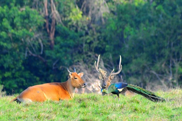 Banyuwangi Siap Jadi Geopark Dunia